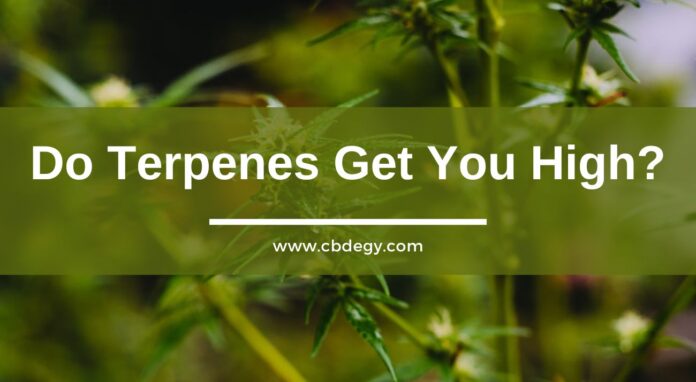 Do Terpenes Get You High