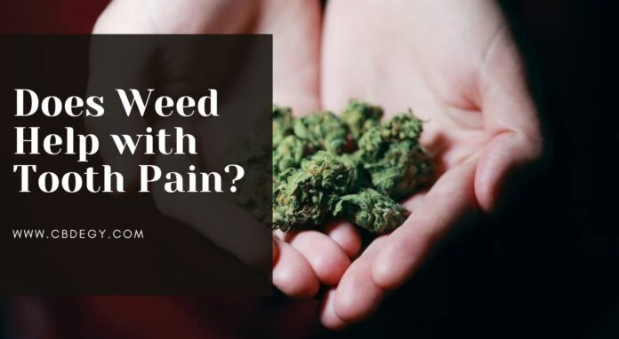 Does Weed Help with Tooth Pain